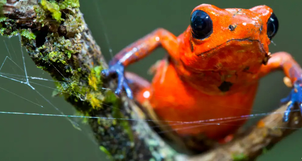 Brazil's proposal would mean protecting some of the world's most biodiverse places, which are home to unusual species such as this dart poison frog