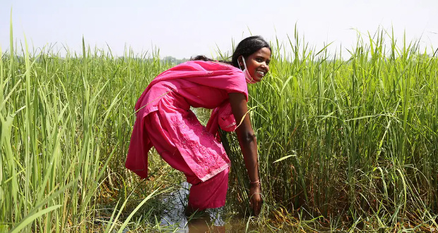 In July, India imposed an export ban on its non-Basmati rice, the varieties widely consumed in poorer nations