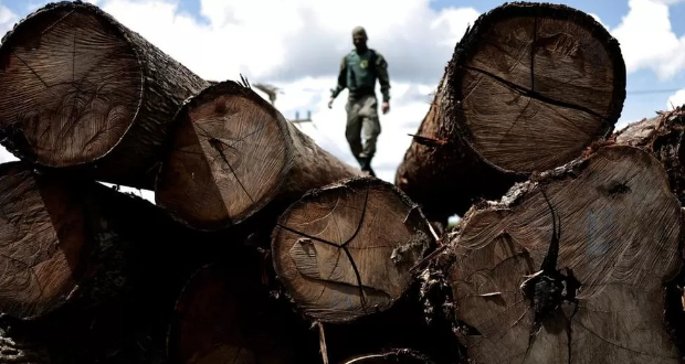 A Brazilian official inspects a tree extracted from the Amazon rainforest