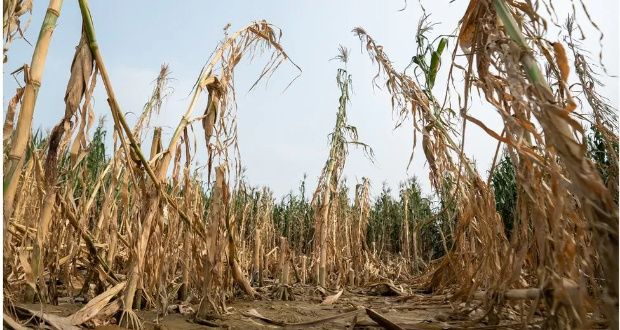 Swathes of the Zhuozhou corn in north China have been wiped out